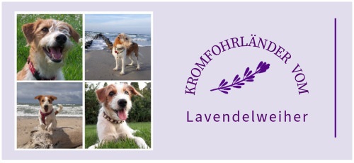 Kromfohrländer Zuchtstätte vom Lavendelweiher Kromfohrländer Zuchtstätte vom Lavendelweiher