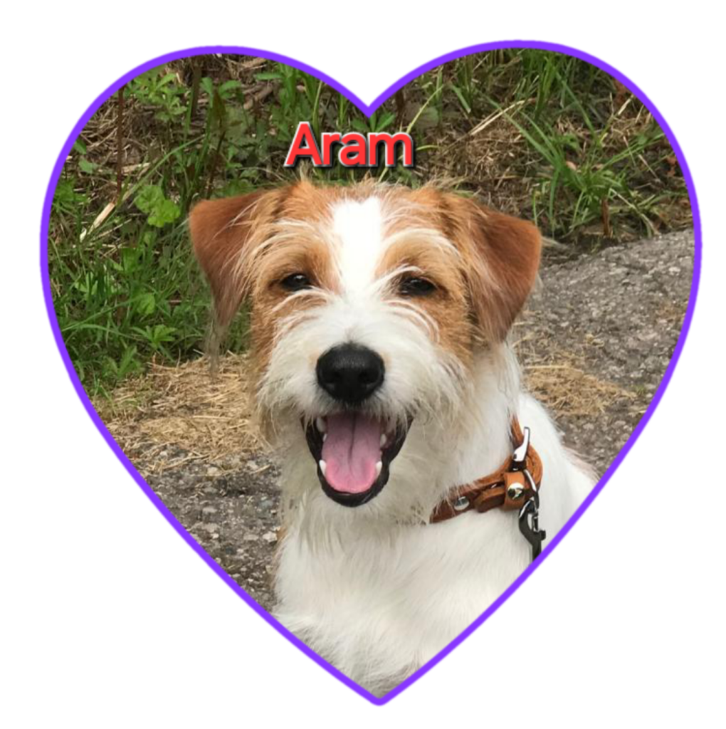 Herzenshund Avelo-Aram vom Lavendelweiher