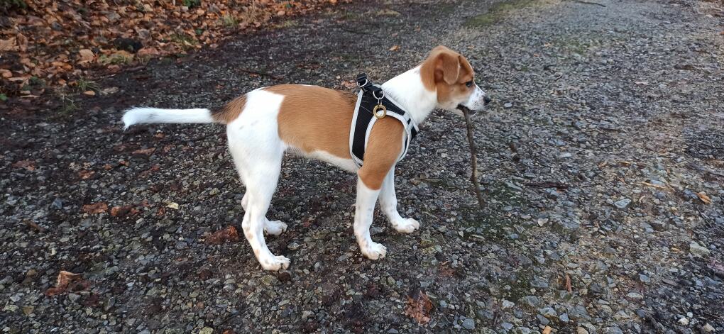 Anjuna vom Lavendelweiher - hier noch mit dem Welpengeschirr kurz bevor es ausgetauscht wurde